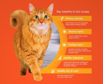 IAMS ProActive Health™ Healthy Adult Chicken Dry Cat Food - 22 lbs